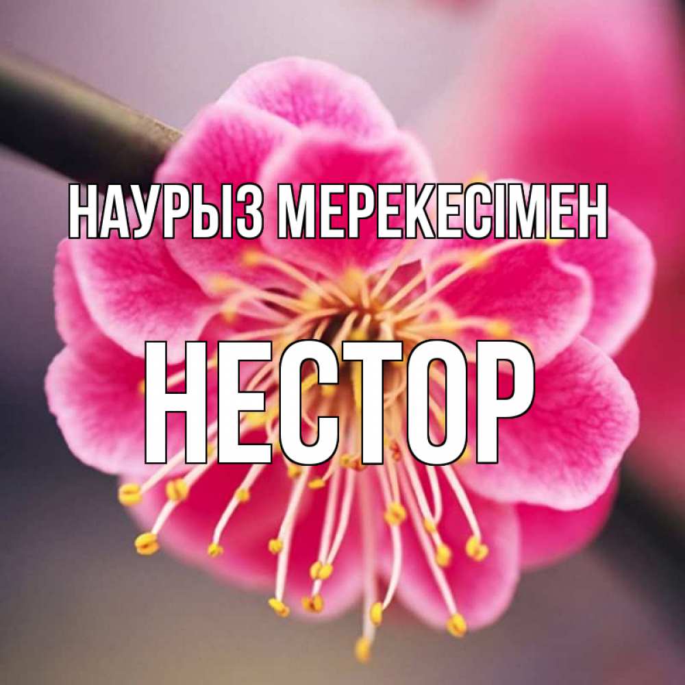 Күн сайын ашық хат с именем, Нестор Наурыз мерекесімен цветы Онлайн тегін жүктеп алу тілектері бар керемет карта 