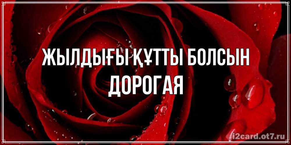 Күн сайын ашық хат с именем, Дорогая Жылдығы құтты болсын крупная бордовая роза Онлайн тегін жүктеп алу тілектері бар керемет карта 