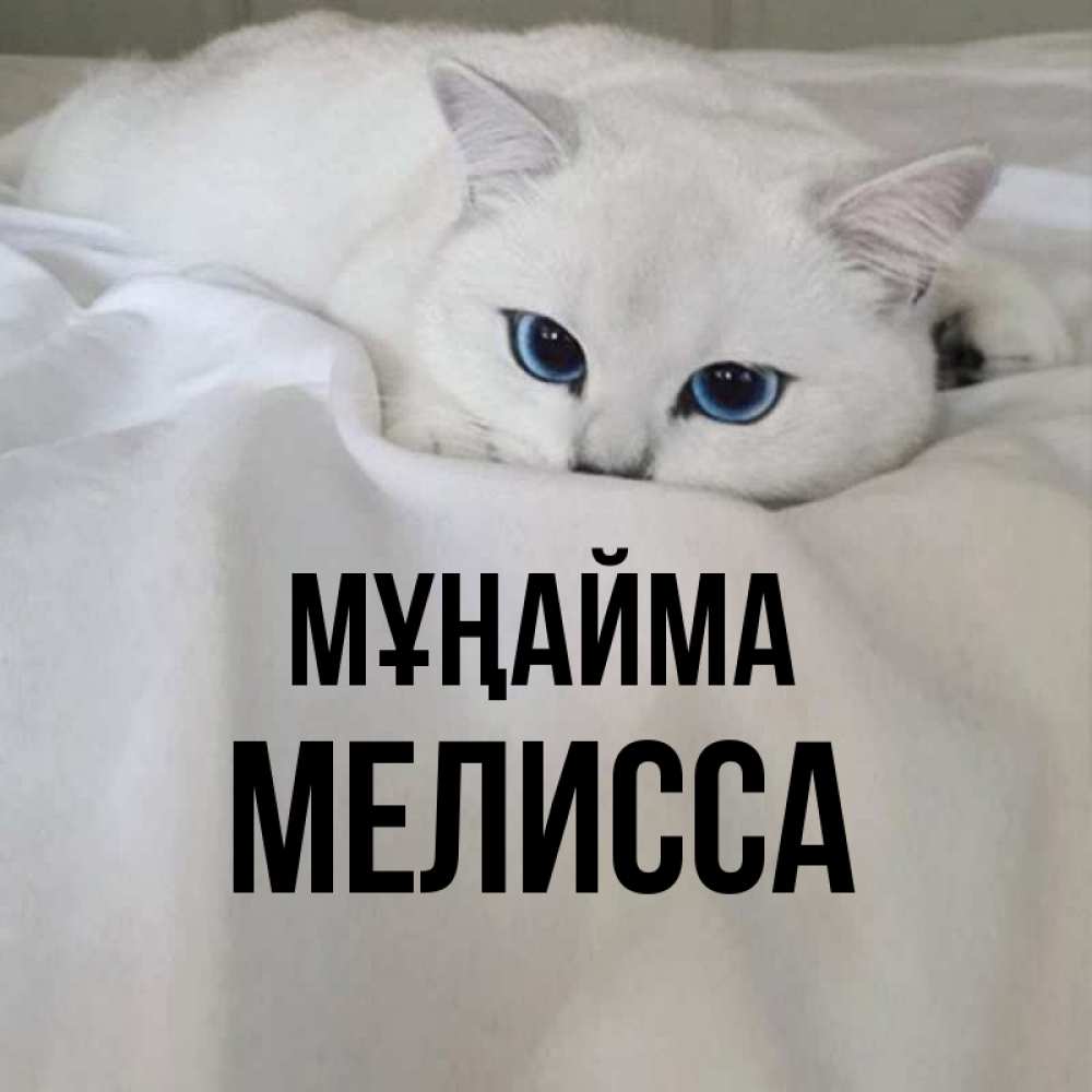 Күн сайын ашық хат с именем, Мелисса Мұңайма Голубоглазая кошка Онлайн тегін жүктеп алу тілектері бар керемет карта 