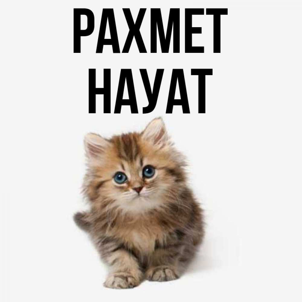 Күн сайын ашық хат с именем, НАУАТ рахмет пушистый котик Онлайн тегін жүктеп алу тілектері бар керемет карта 
