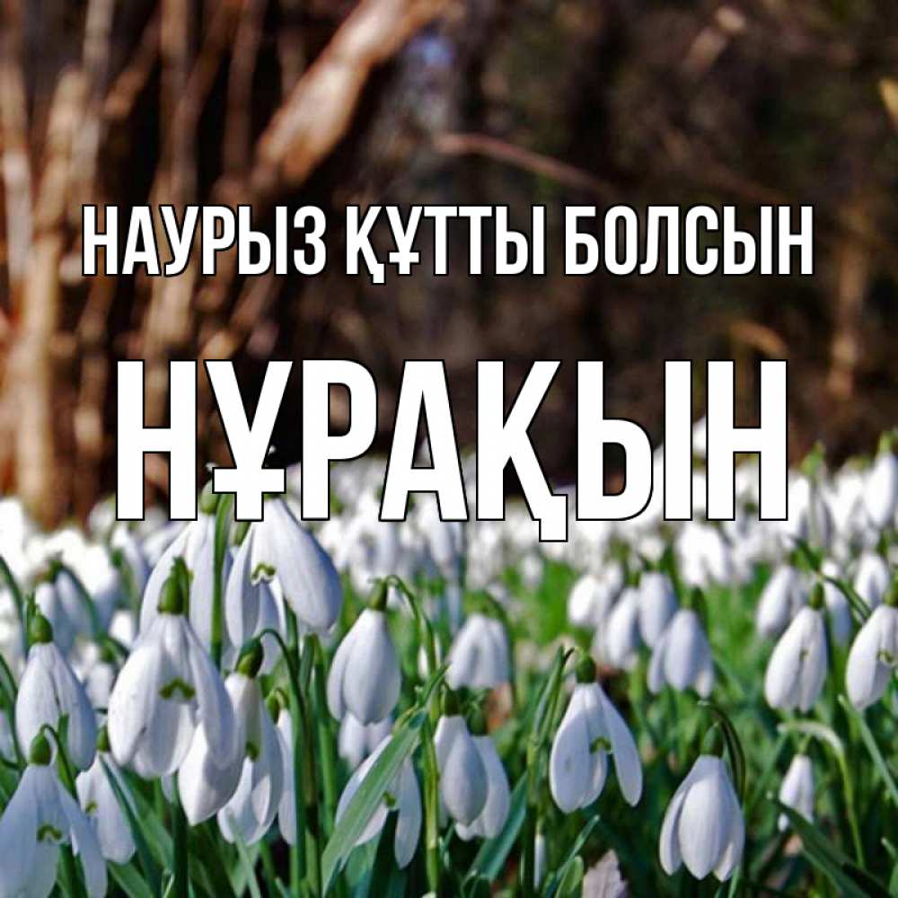 Күн сайын ашық хат с именем, НҰРАҚЫН Наурыз құтты болсын с подснежниками 1 Онлайн тегін жүктеп алу тілектері бар керемет карта 