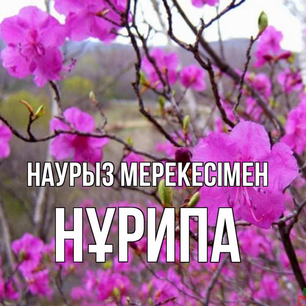 Күн сайын ашық хат с именем, НҰРИПА Наурыз мерекесімен праздник весны наурыз Онлайн тегін жүктеп алу тілектері бар керемет карта 