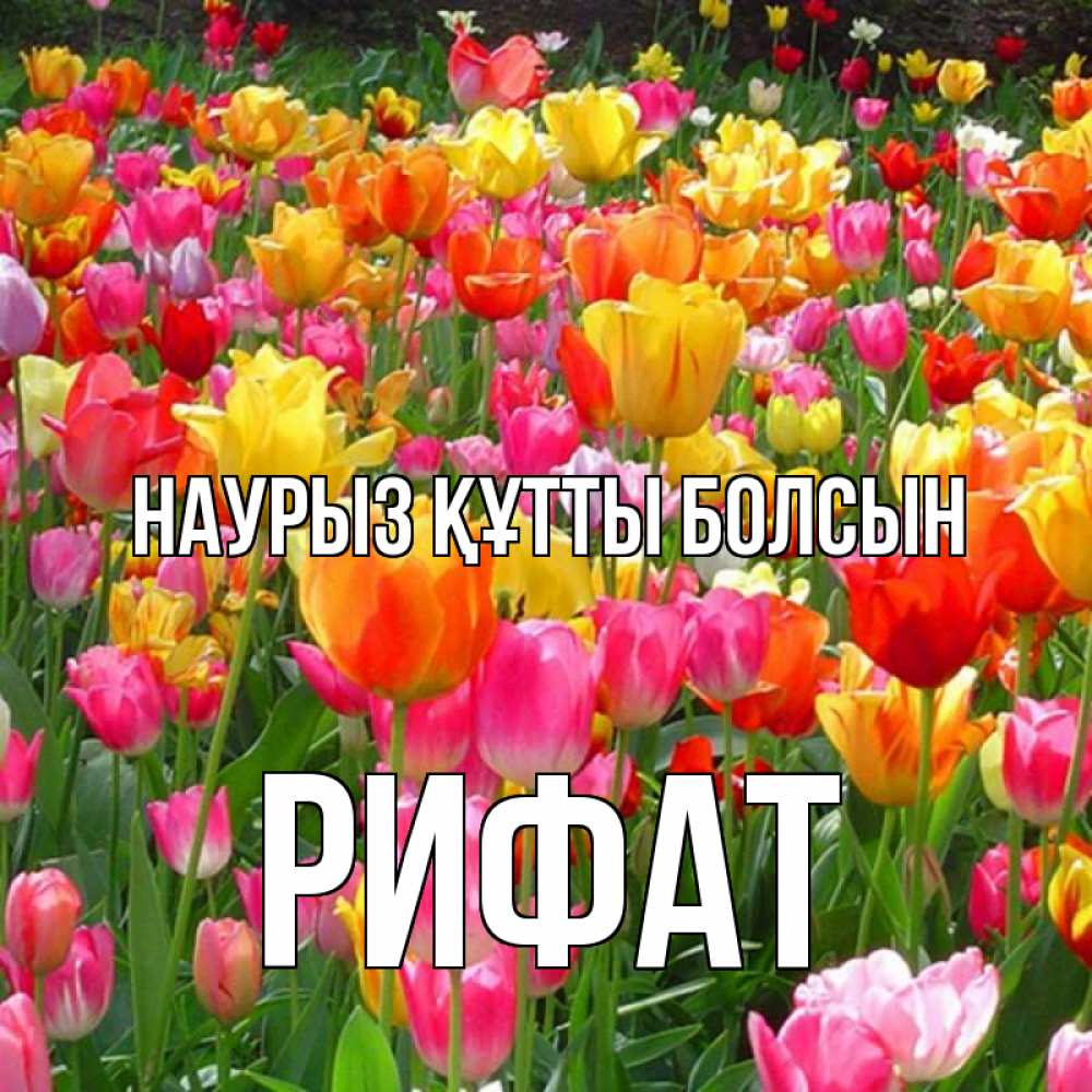 Күн сайын ашық хат с именем, Рифат Наурыз құтты болсын на наурыз  ура ура Онлайн тегін жүктеп алу тілектері бар керемет карта 