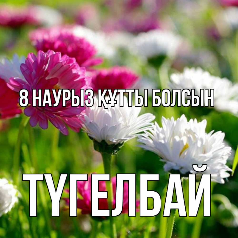 Күн сайын ашық хат с именем, ТҮГЕЛБАЙ 8 наурыз құтты болсын международный женский день 1 Онлайн тегін жүктеп алу тілектері бар керемет карта 