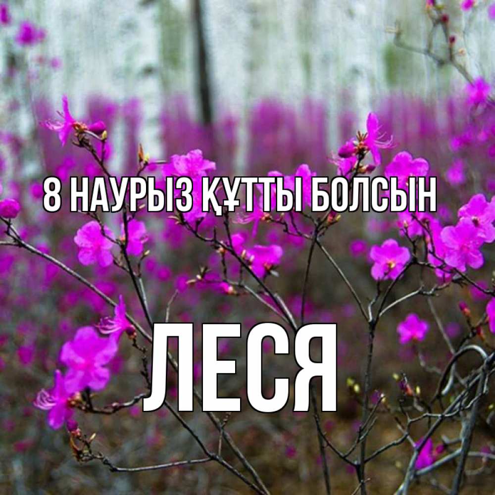 Күн сайын ашық хат с именем, Леся 8 наурыз құтты болсын дикие цветы Онлайн тегін жүктеп алу тілектері бар керемет карта 