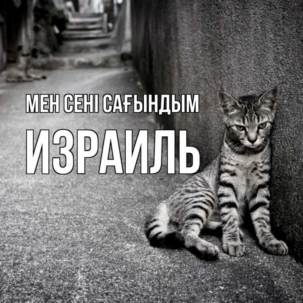 Күн сайын ашық хат с именем, Израиль Мен сені сағындым одиноко котику Онлайн тегін жүктеп алу тілектері бар керемет карта 