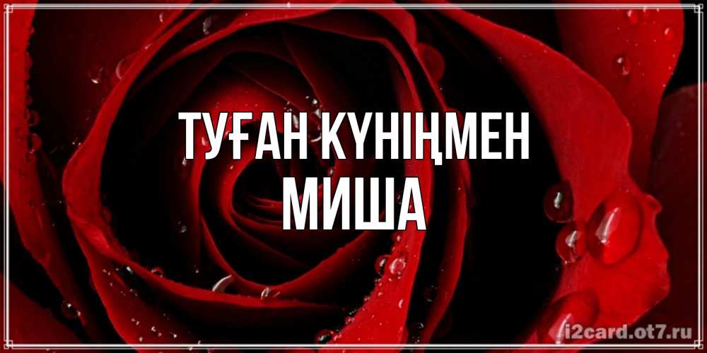 Күн сайын ашық хат с именем, Миша Туған күніңмен крупная бордовая роза Онлайн тегін жүктеп алу тілектері бар керемет карта 