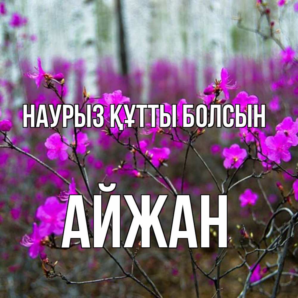 Күн сайын ашық хат с именем, АЙЖАН Наурыз құтты болсын дикие цветы Онлайн тегін жүктеп алу тілектері бар керемет карта 