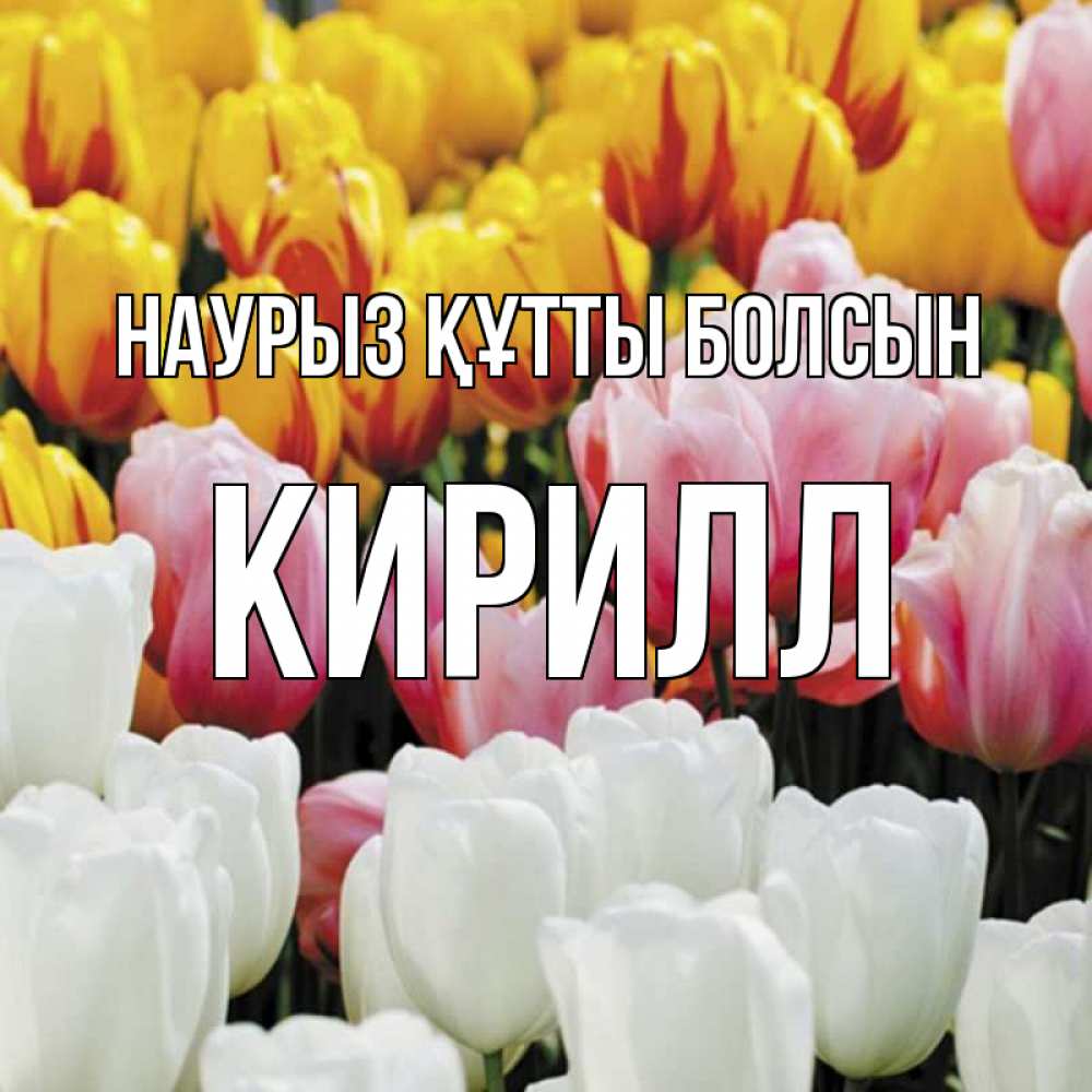Күн сайын ашық хат с именем, Кирилл Наурыз құтты болсын разноцветные цветы Онлайн тегін жүктеп алу тілектері бар керемет карта 