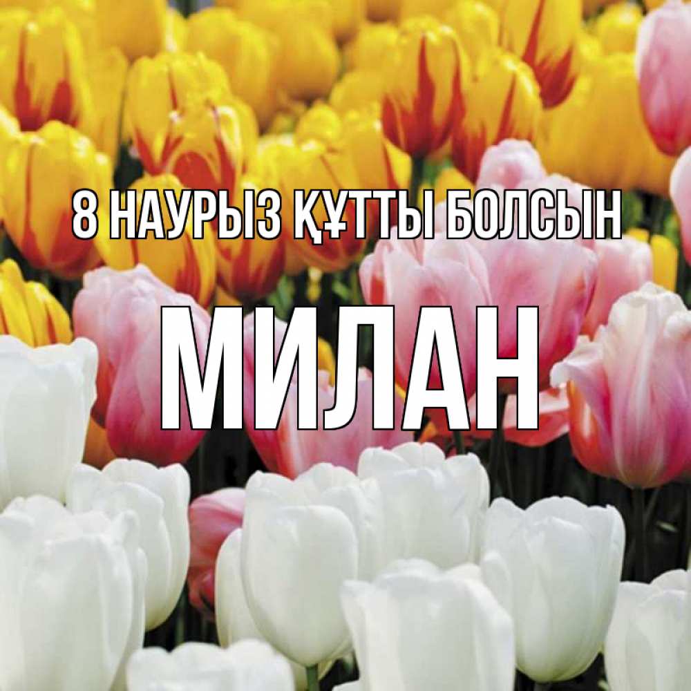 Күн сайын ашық хат с именем, Милан 8 наурыз құтты болсын разноцветные цветы Онлайн тегін жүктеп алу тілектері бар керемет карта 