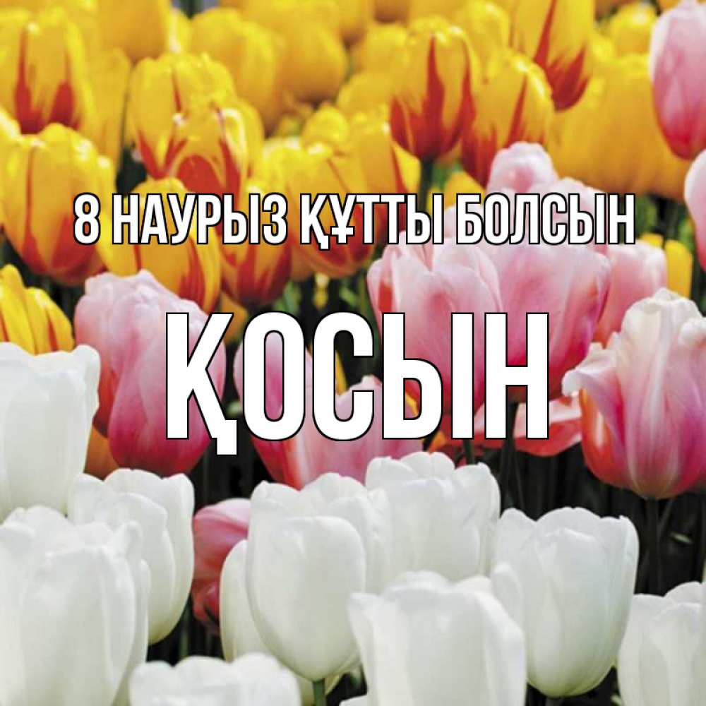 Күн сайын ашық хат с именем, ҚОСЫН 8 наурыз құтты болсын разноцветные цветы Онлайн тегін жүктеп алу тілектері бар керемет карта 