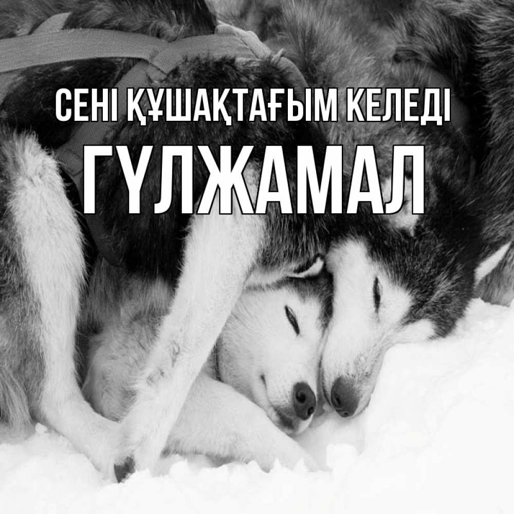 Күн сайын ашық хат с именем, ГҮЛЖАМАЛ сені құшақтағым келеді собачки в упряжке Онлайн тегін жүктеп алу тілектері бар керемет карта 