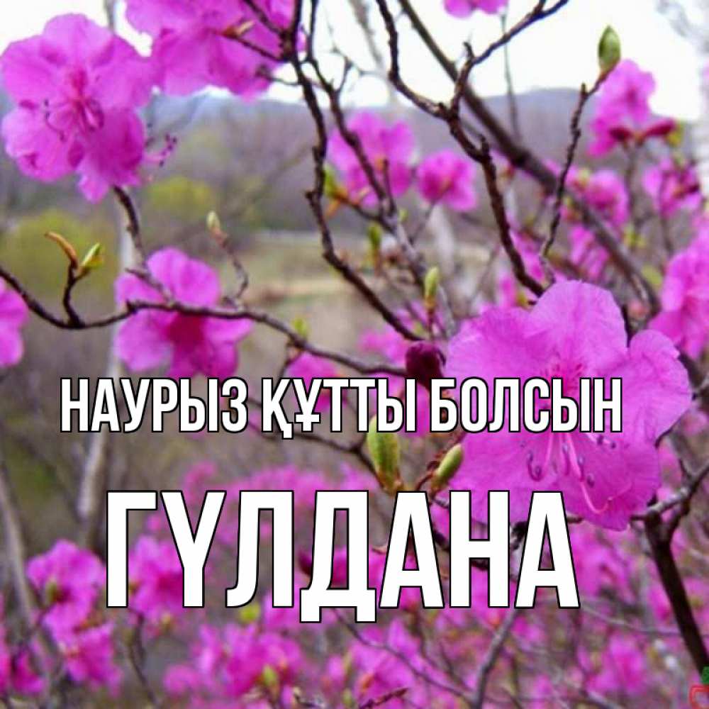 Күн сайын ашық хат с именем, ГҮЛДАНА Наурыз құтты болсын наурыз мейрамы кутты болсын Онлайн тегін жүктеп алу тілектері бар керемет карта 