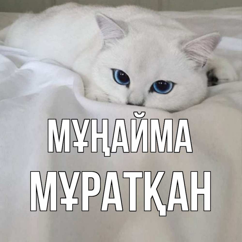 Күн сайын ашық хат с именем, Мұратқан Мұңайма белый кот с голубыми глазами на белоснежной кровати Онлайн тегін жүктеп алу тілектері бар керемет карта 
