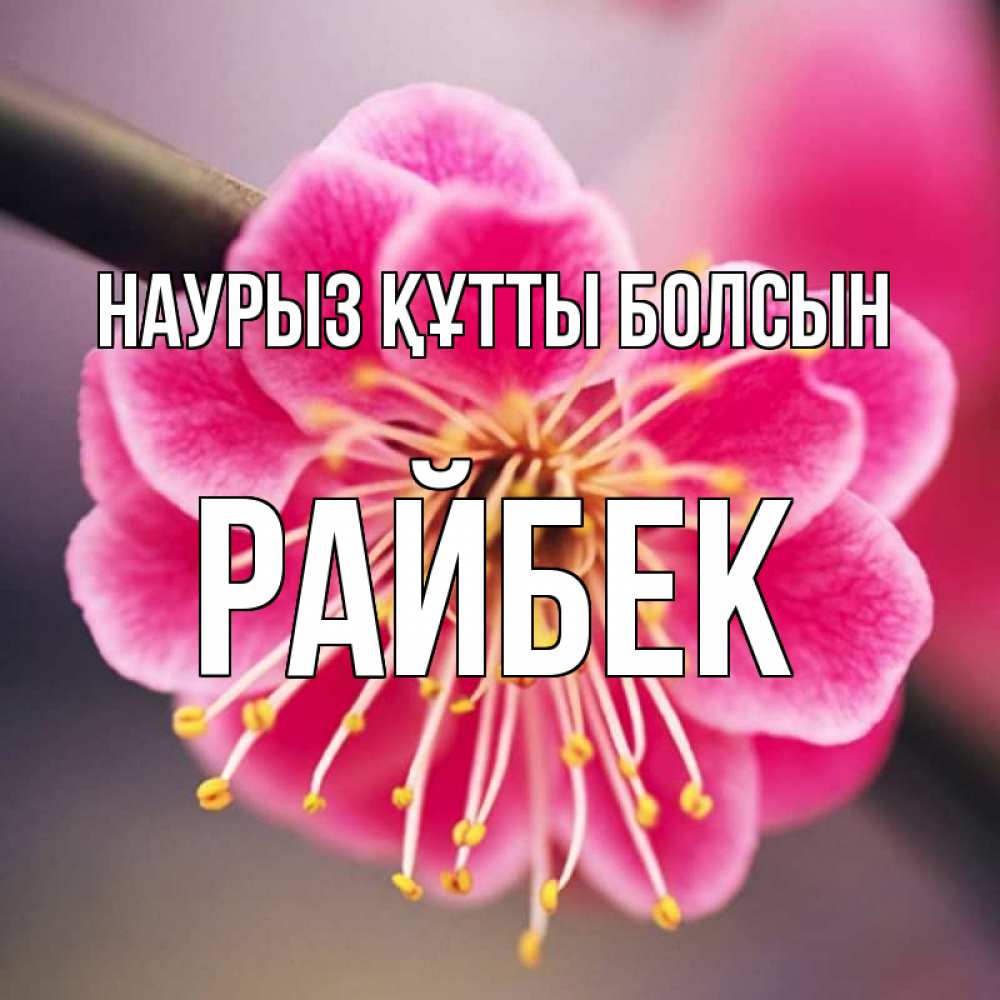 Күн сайын ашық хат с именем, РАЙБЕК Наурыз құтты болсын цветы Онлайн тегін жүктеп алу тілектері бар керемет карта 