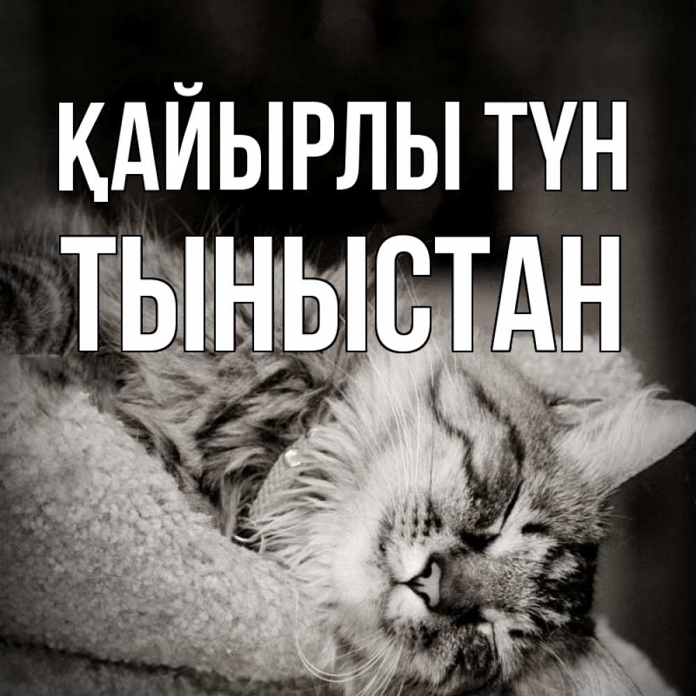 Күн сайын ашық хат с именем, ТЫНЫСТАН Қайырлы түн котярик пушистый Онлайн тегін жүктеп алу тілектері бар керемет карта 