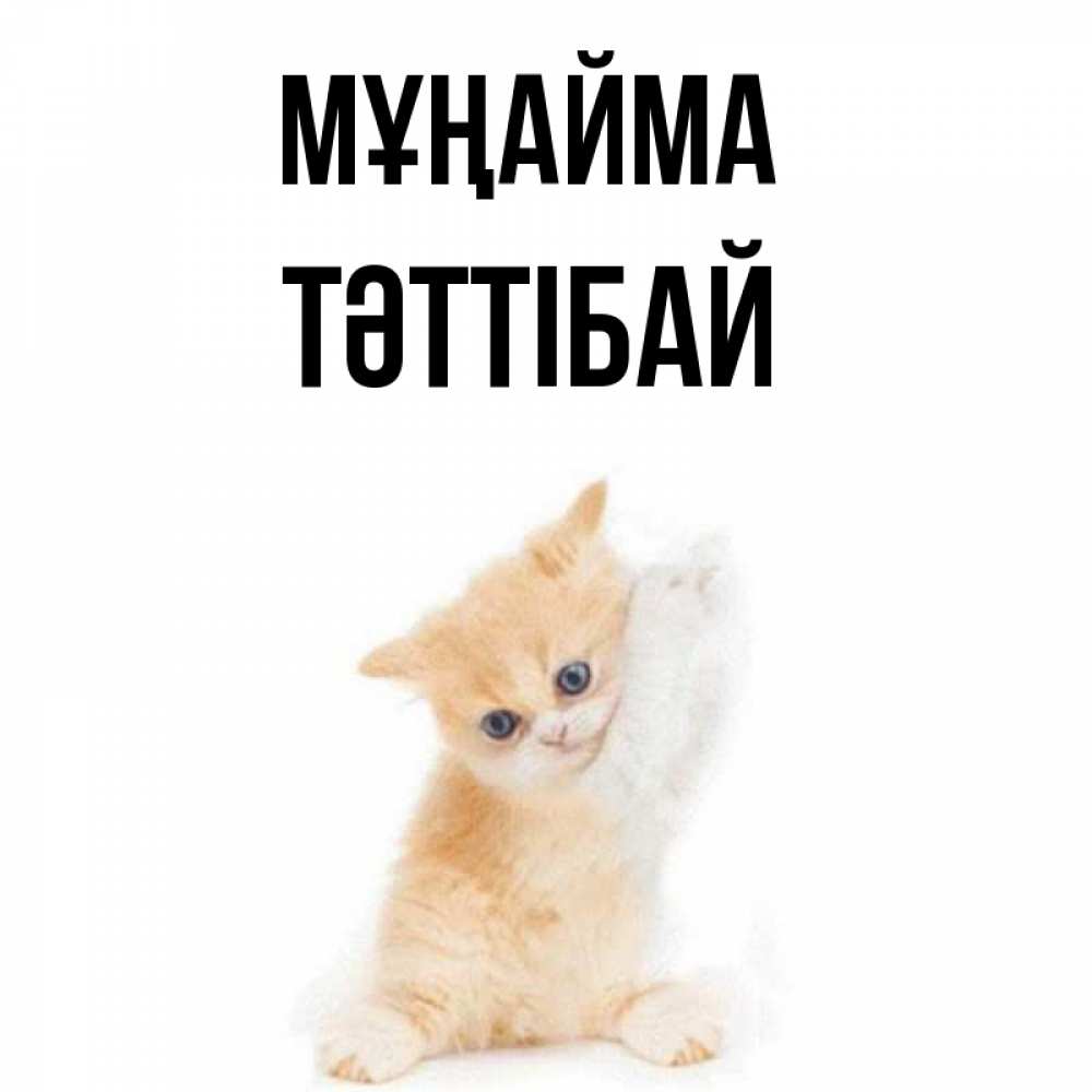 Күн сайын ашық хат с именем, ТӘТТІБАЙ Мұңайма просящий кот Онлайн тегін жүктеп алу тілектері бар керемет карта 