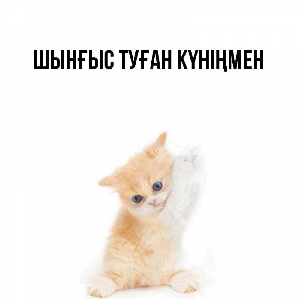 Картинка  с именем , ШЫНҒЫС! ТУҒАН КҮНІҢМЕН!