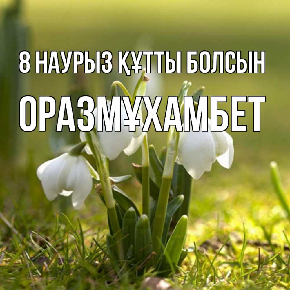 Күн сайын ашық хат с именем, ОРАЗМҰХАМБЕТ 8 наурыз құтты болсын ранние цветы 2 Онлайн тегін жүктеп алу тілектері бар керемет карта 