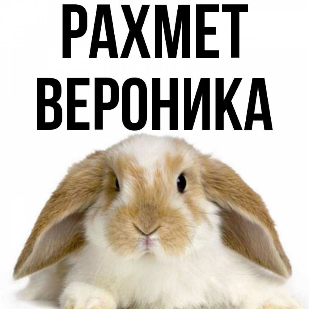 Күн сайын ашық хат с именем, Вероника рахмет коричнево белый заяц Онлайн тегін жүктеп алу тілектері бар керемет карта 