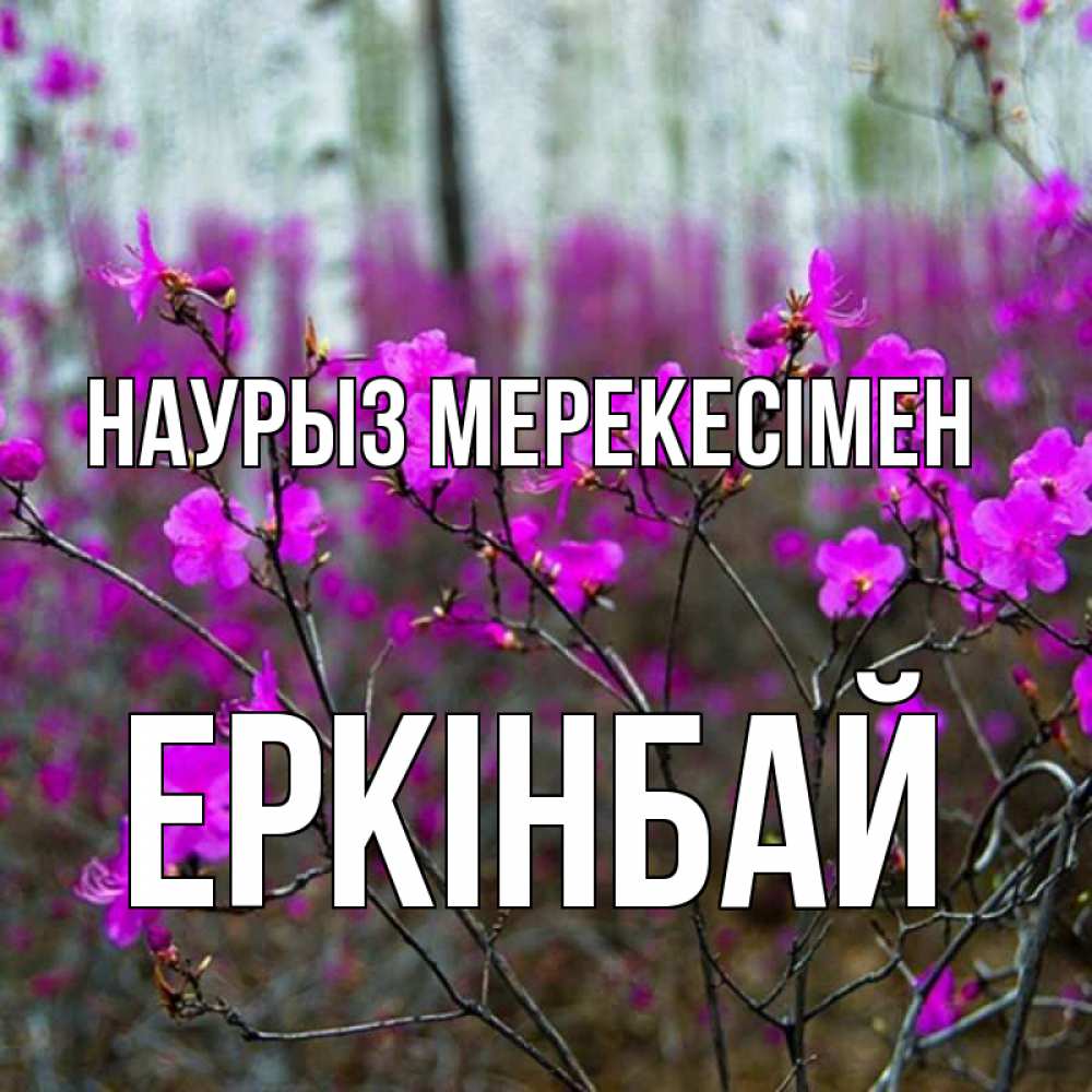 Күн сайын ашық хат с именем, Еркінбай Наурыз мерекесімен дикие цветы Онлайн тегін жүктеп алу тілектері бар керемет карта 