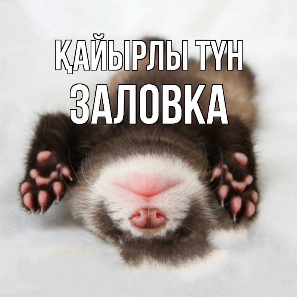 Күн сайын ашық хат с именем, Заловка Қайырлы түн зверек Онлайн тегін жүктеп алу тілектері бар керемет карта 