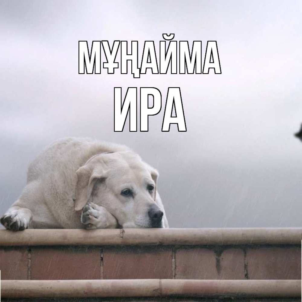 Күн сайын ашық хат с именем, Ира Мұңайма белый пес 1 Онлайн тегін жүктеп алу тілектері бар керемет карта 