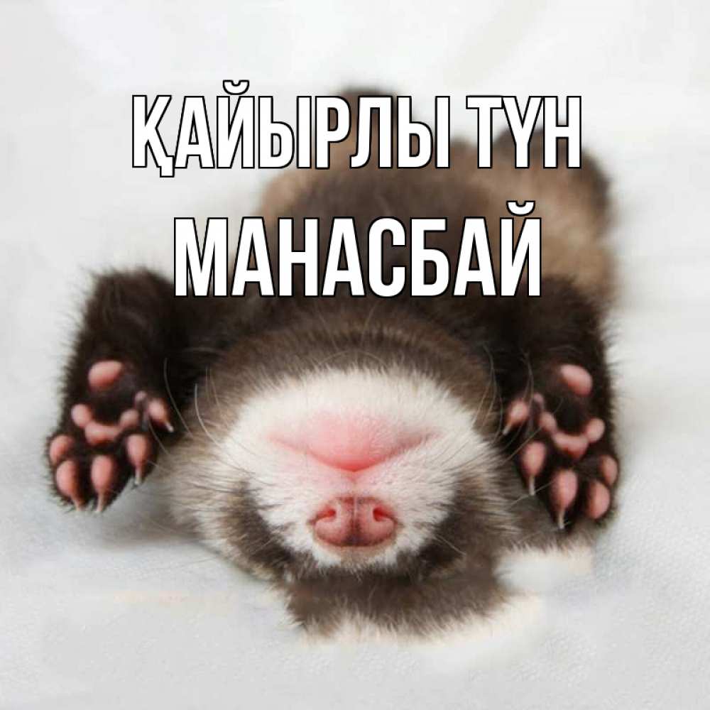 Күн сайын ашық хат с именем, МАНАСБАЙ Қайырлы түн зверек Онлайн тегін жүктеп алу тілектері бар керемет карта 