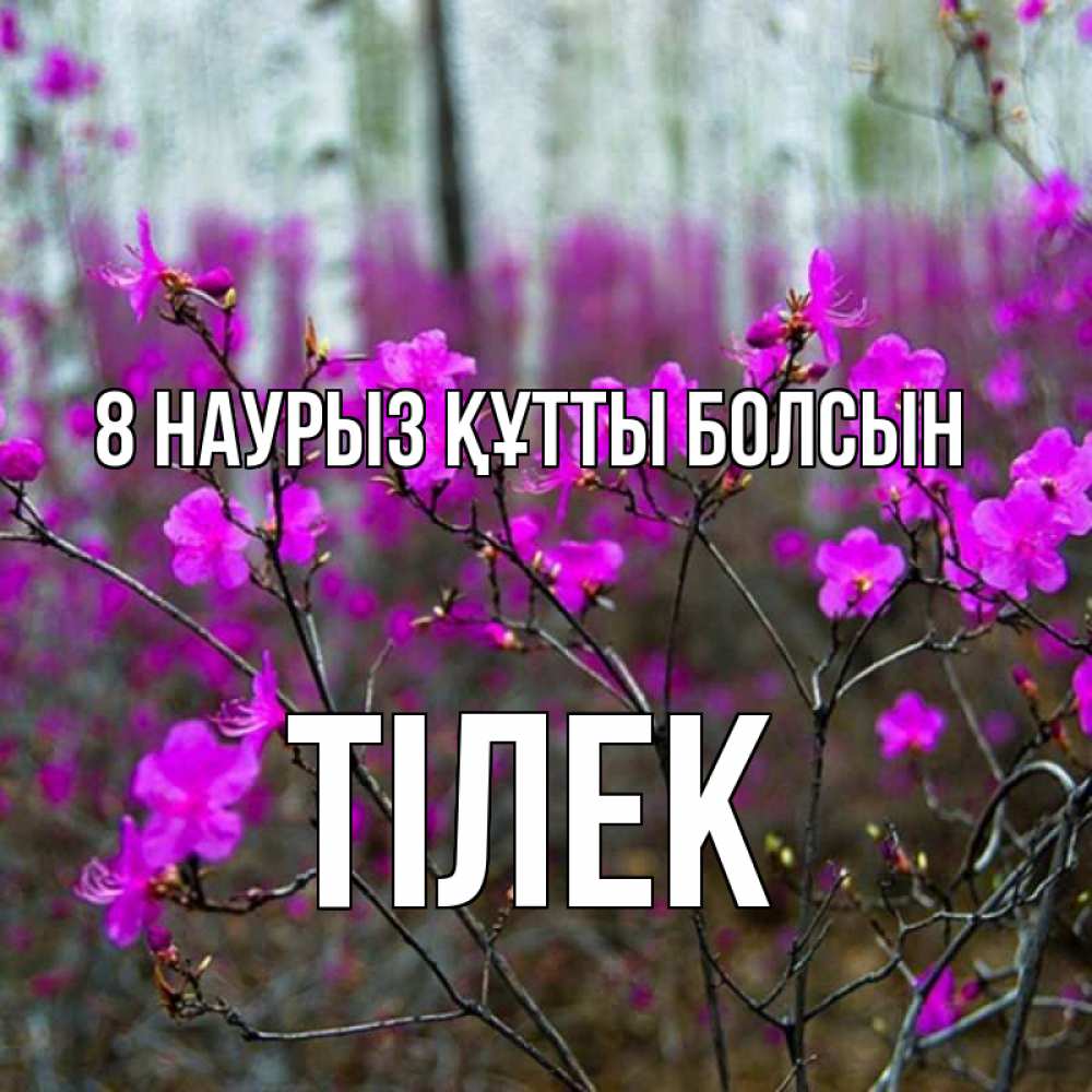 Күн сайын ашық хат с именем, ТІЛЕК 8 наурыз құтты болсын дикие цветы Онлайн тегін жүктеп алу тілектері бар керемет карта 