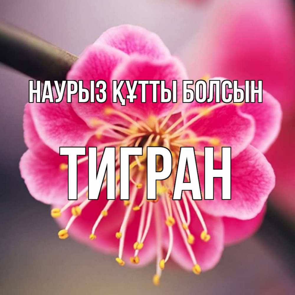 Күн сайын ашық хат с именем, Тигран Наурыз құтты болсын цветы Онлайн тегін жүктеп алу тілектері бар керемет карта 