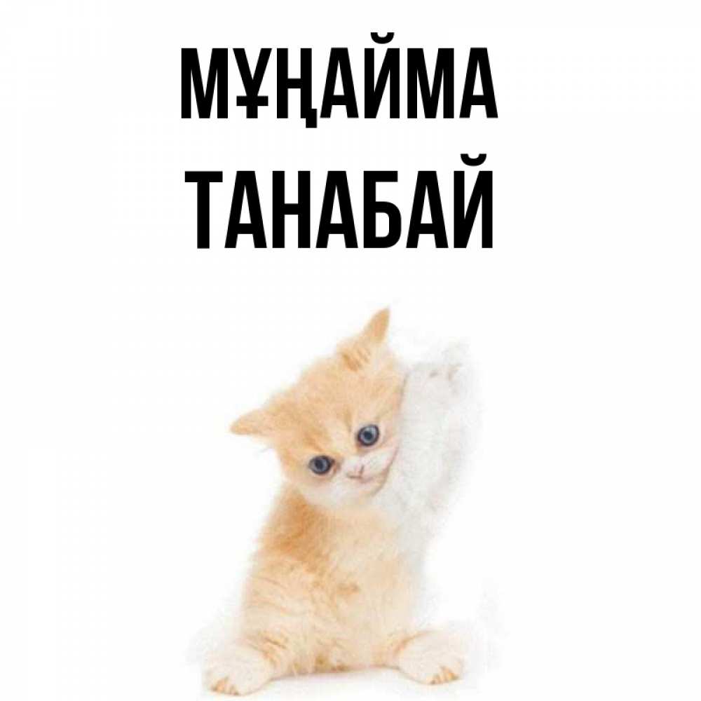 Күн сайын ашық хат с именем, ТАНАБАЙ Мұңайма просящий кот Онлайн тегін жүктеп алу тілектері бар керемет карта 