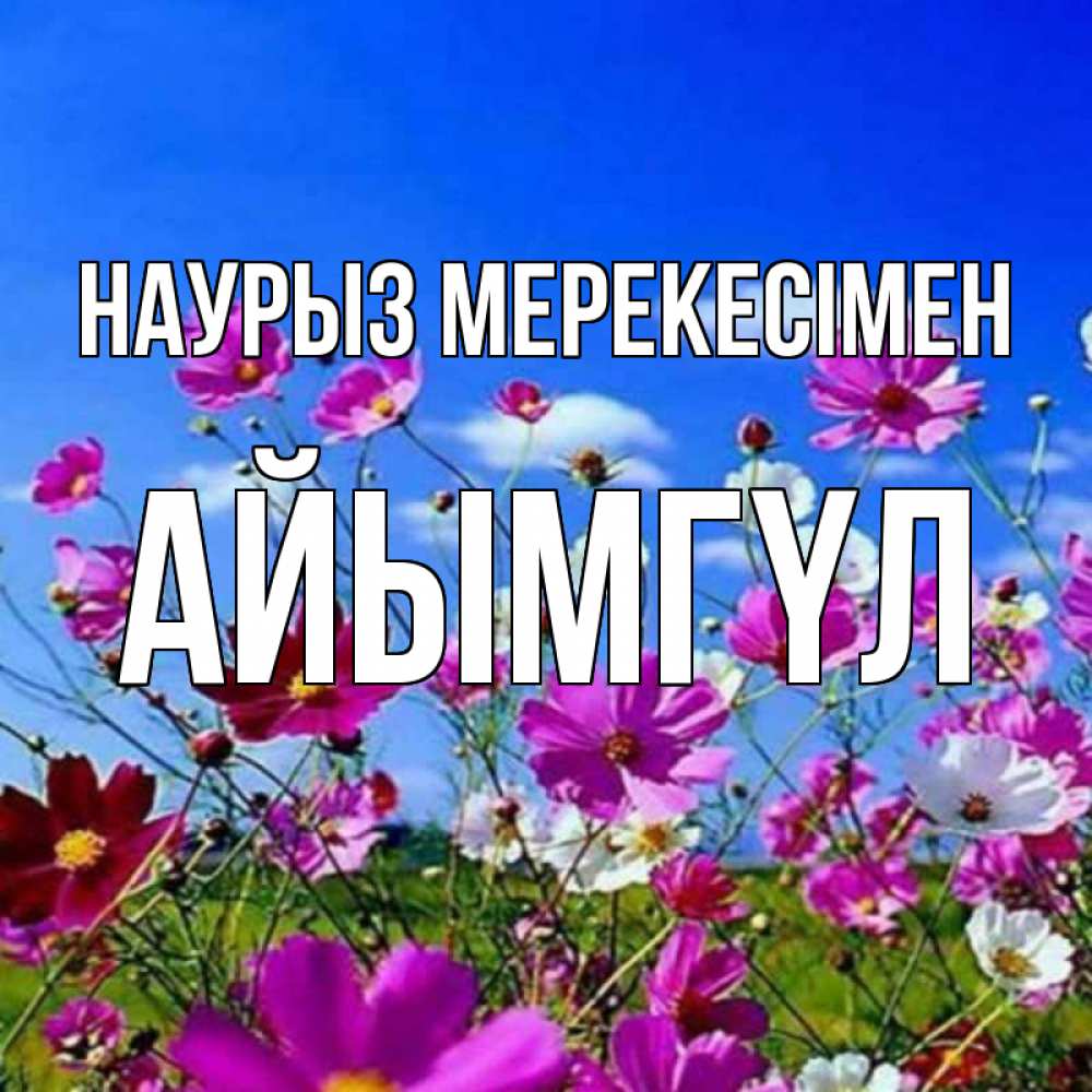 Күн сайын ашық хат с именем, АЙЫМГҮЛ Наурыз мерекесімен цветы Онлайн тегін жүктеп алу тілектері бар керемет карта 