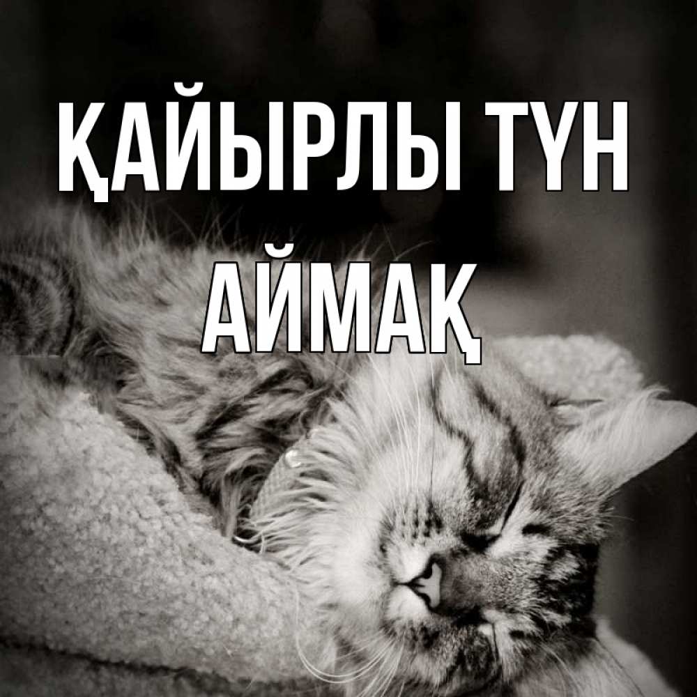 Күн сайын ашық хат с именем, Аймақ Қайырлы түн котярик пушистый Онлайн тегін жүктеп алу тілектері бар керемет карта 