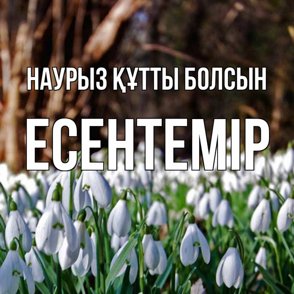 Күн сайын ашық хат с именем, Есентемір Наурыз құтты болсын с подснежниками 1 Онлайн тегін жүктеп алу тілектері бар керемет карта 