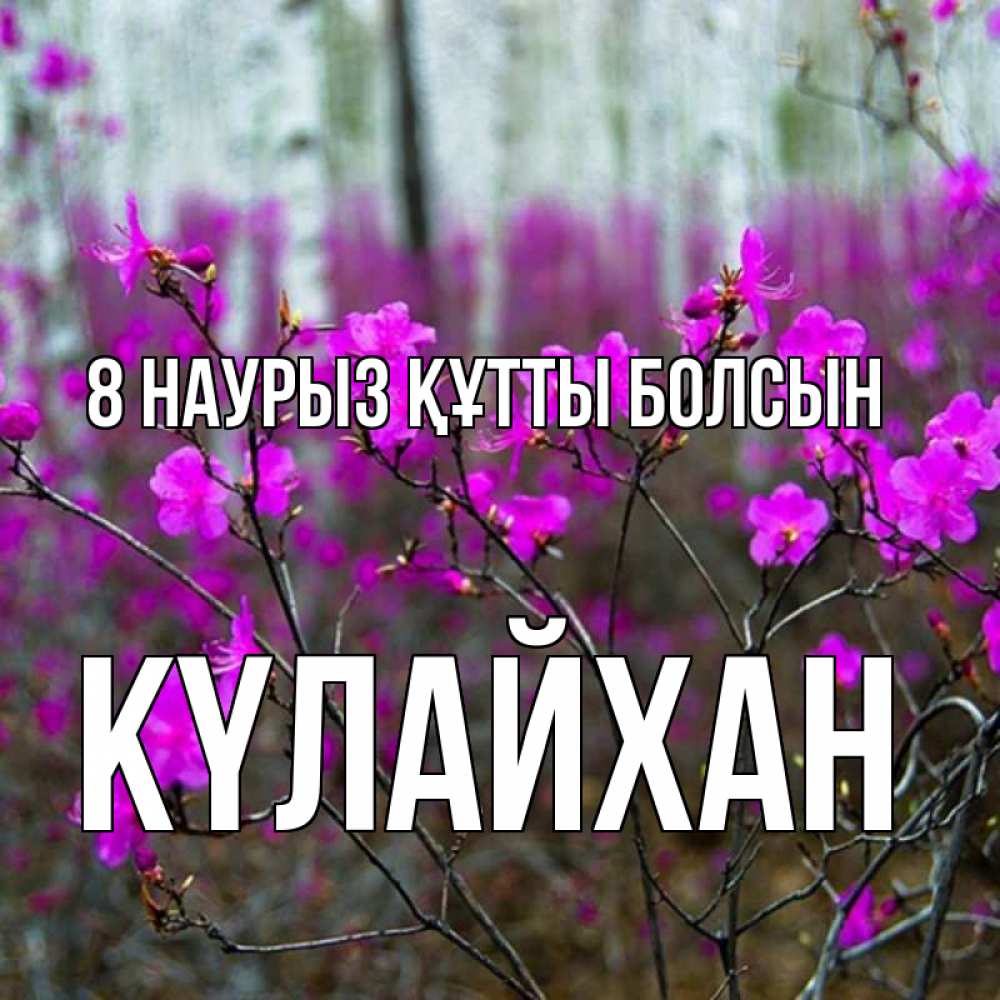 Күн сайын ашық хат с именем, КҮЛАЙХАН 8 наурыз құтты болсын дикие цветы Онлайн тегін жүктеп алу тілектері бар керемет карта 