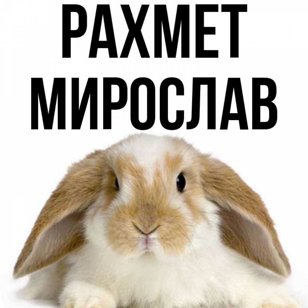 Күн сайын ашық хат с именем, Мирослав рахмет коричнево белый заяц Онлайн тегін жүктеп алу тілектері бар керемет карта 