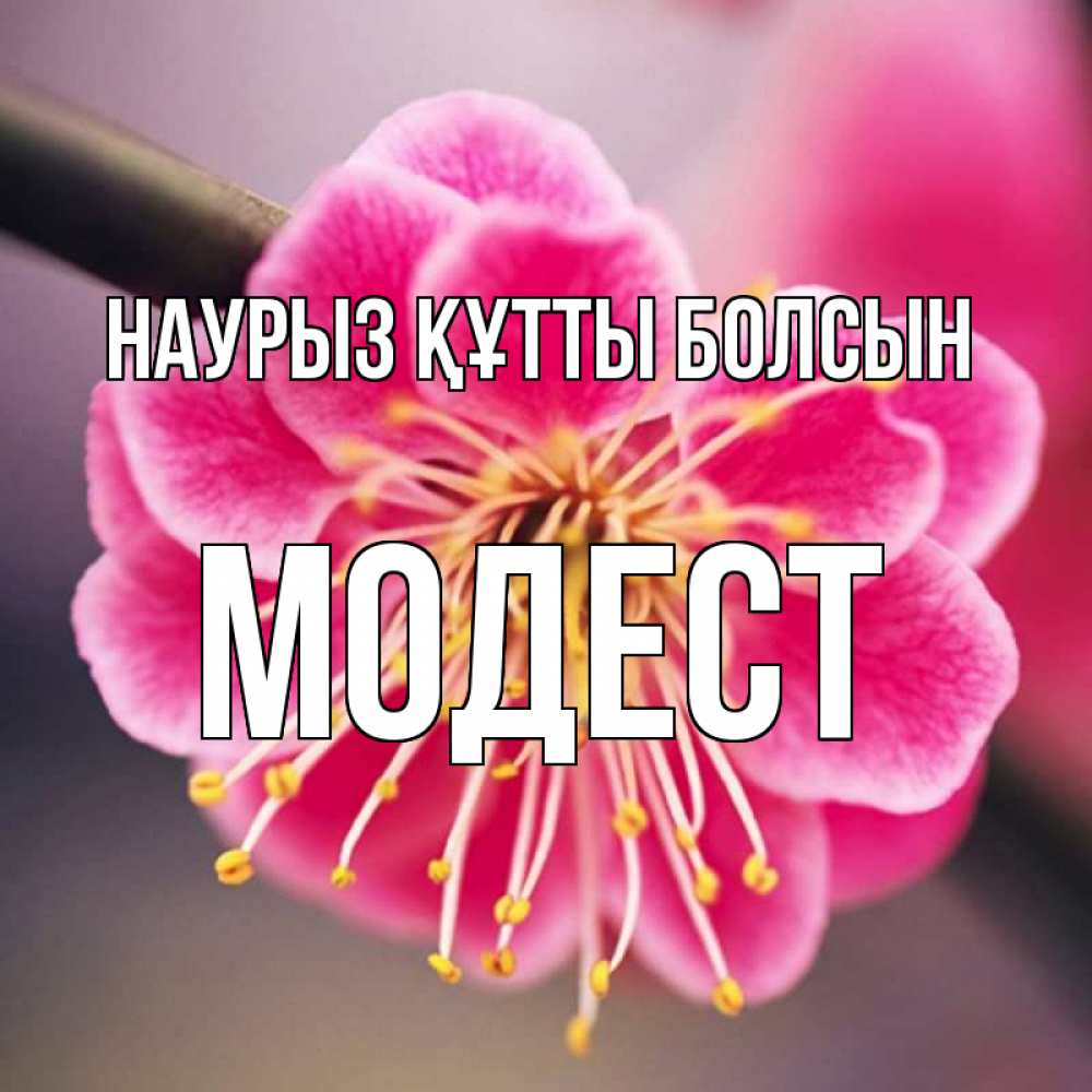 Күн сайын ашық хат с именем, Модест Наурыз құтты болсын цветы Онлайн тегін жүктеп алу тілектері бар керемет карта 