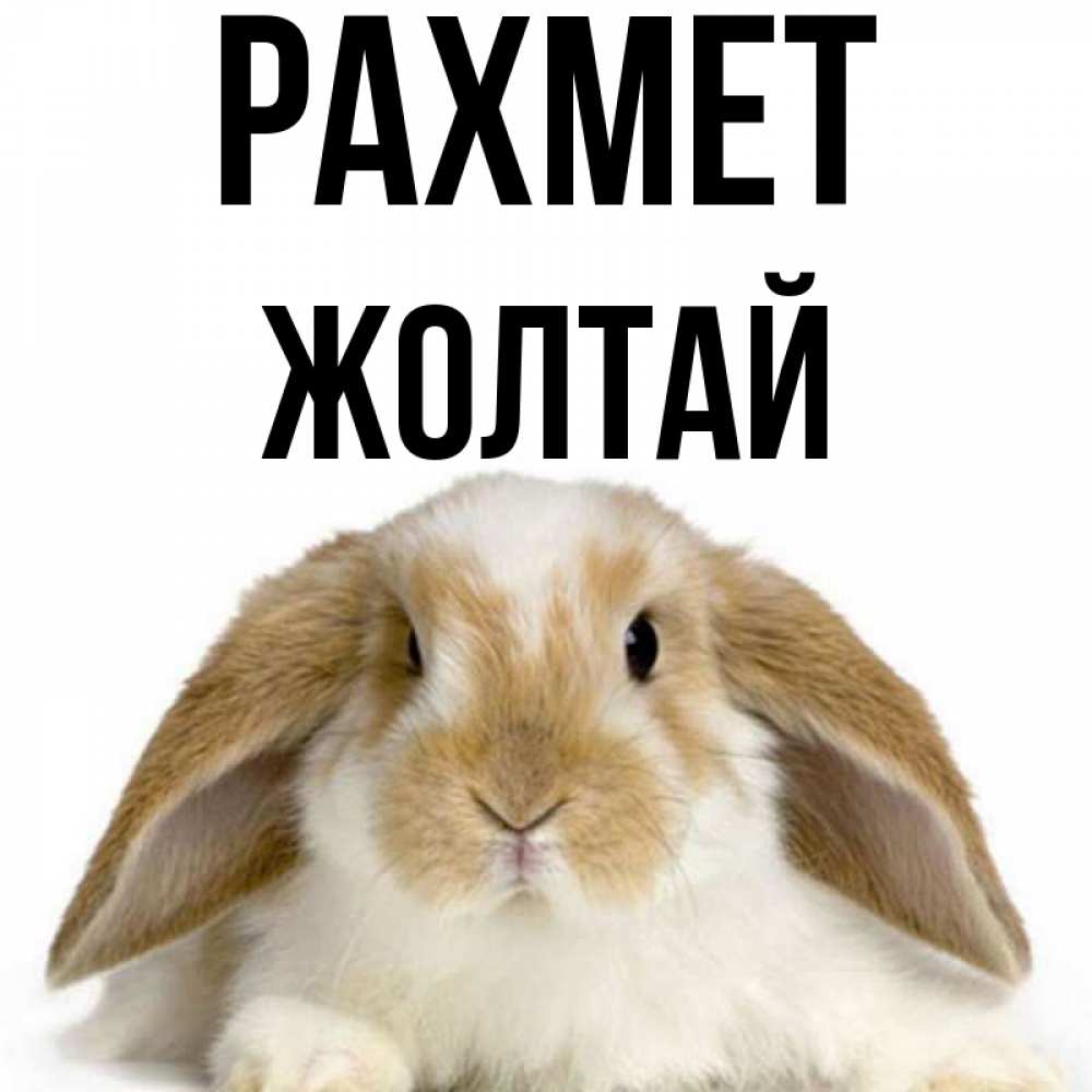 Күн сайын ашық хат с именем, Жолтай рахмет коричнево белый заяц Онлайн тегін жүктеп алу тілектері бар керемет карта 