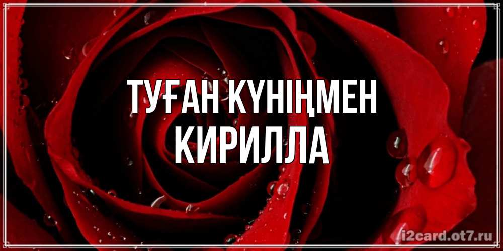 Күн сайын ашық хат с именем, Кирилла Туған күніңмен крупная бордовая роза Онлайн тегін жүктеп алу тілектері бар керемет карта 