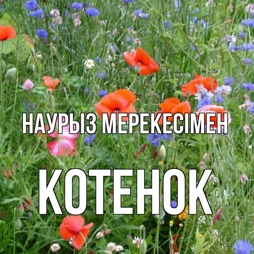 Күн сайын ашық хат с именем, Котенок Наурыз мерекесімен праздник весны наурыз супер открытка Онлайн тегін жүктеп алу тілектері бар керемет карта 