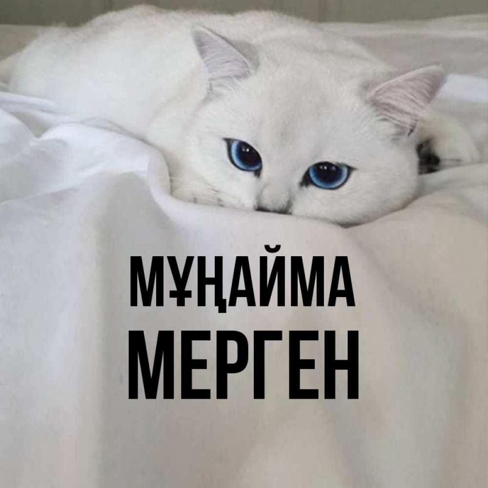 Күн сайын ашық хат с именем, МЕРГЕН Мұңайма Голубоглазая кошка Онлайн тегін жүктеп алу тілектері бар керемет карта 