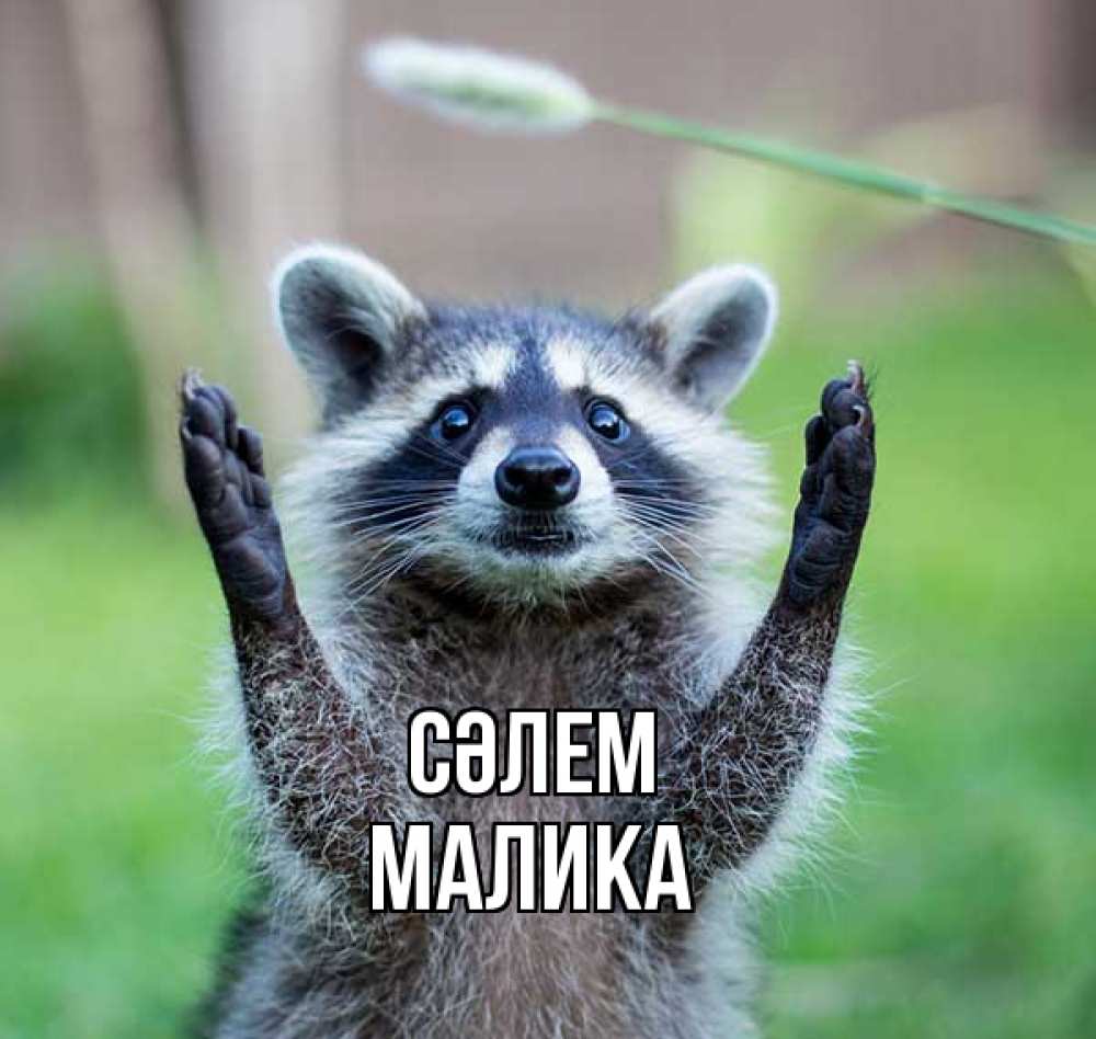 Күн сайын ашық хат с именем, Малика Сәлем животные Онлайн тегін жүктеп алу тілектері бар керемет карта 