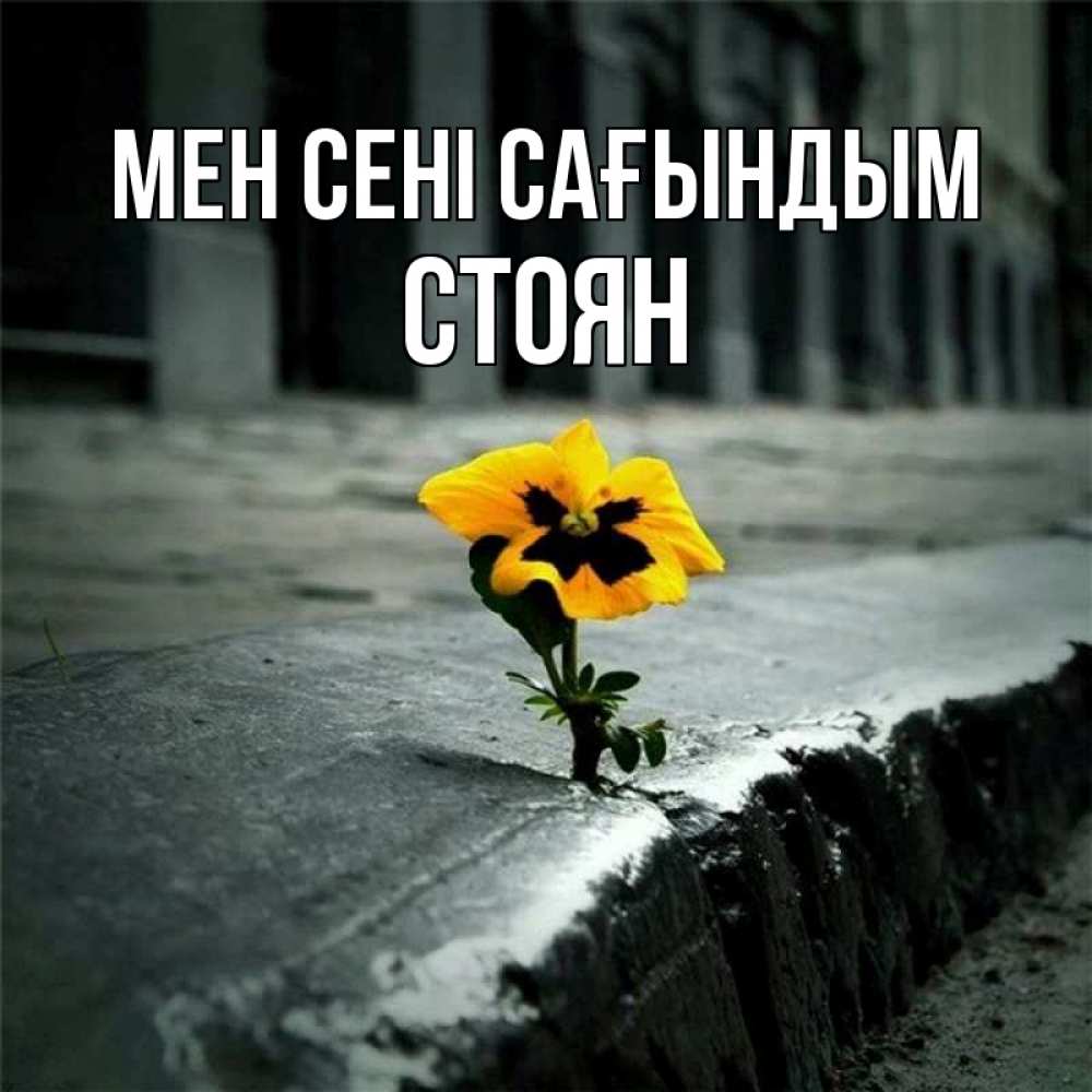 Күн сайын ашық хат с именем, Стоян Мен сені сағындым надеюсь будет лучше Онлайн тегін жүктеп алу тілектері бар керемет карта 