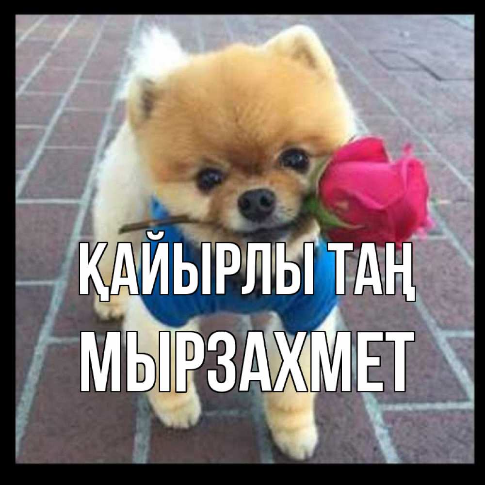 Күн сайын ашық хат с именем, МЫРЗАХМЕТ Қайырлы таң роза в зубах Онлайн тегін жүктеп алу тілектері бар керемет карта 
