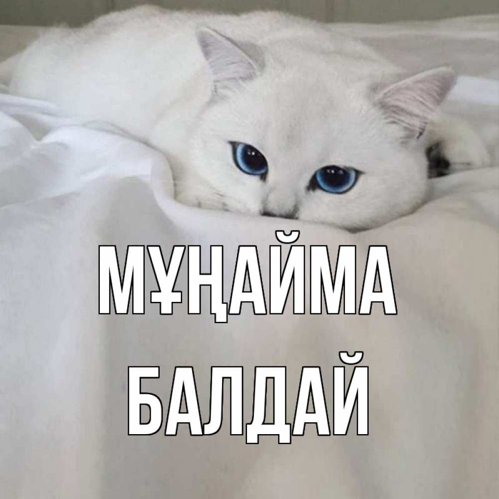 Күн сайын ашық хат с именем, БАЛДАЙ Мұңайма белый кот с голубыми глазами на белоснежной кровати Онлайн тегін жүктеп алу тілектері бар керемет карта 