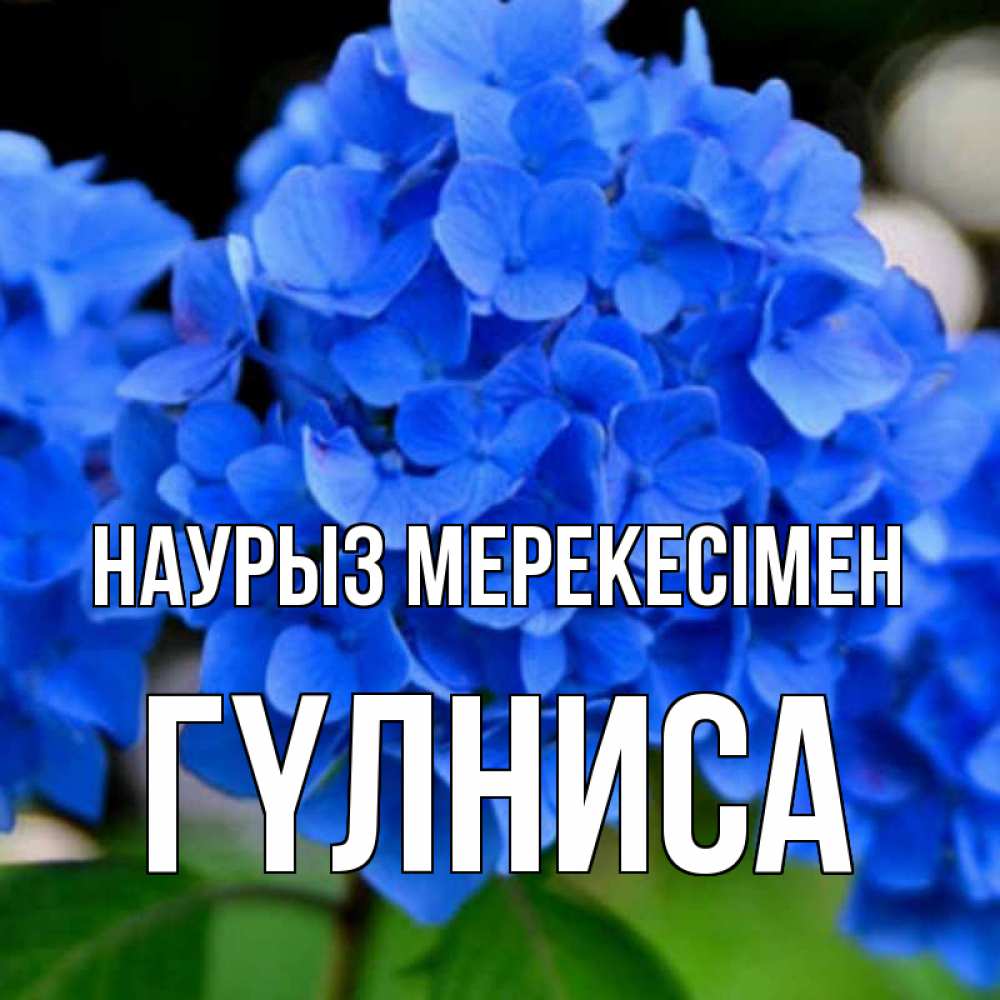 Күн сайын ашық хат с именем, ГҮЛНИСА Наурыз мерекесімен синие цветы Онлайн тегін жүктеп алу тілектері бар керемет карта 