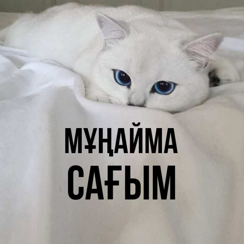 Күн сайын ашық хат с именем, САҒЫМ Мұңайма Голубоглазая кошка Онлайн тегін жүктеп алу тілектері бар керемет карта 