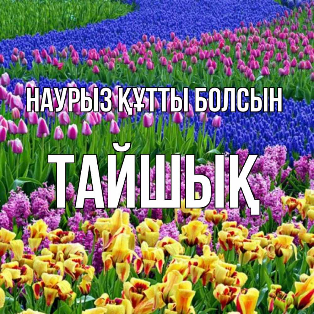 Күн сайын ашық хат с именем, ТАЙШЫҚ Наурыз құтты болсын цветы Онлайн тегін жүктеп алу тілектері бар керемет карта 