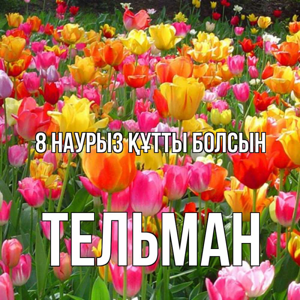 Күн сайын ашық хат с именем, Тельман 8 наурыз құтты болсын на международный женский день Онлайн тегін жүктеп алу тілектері бар керемет карта 
