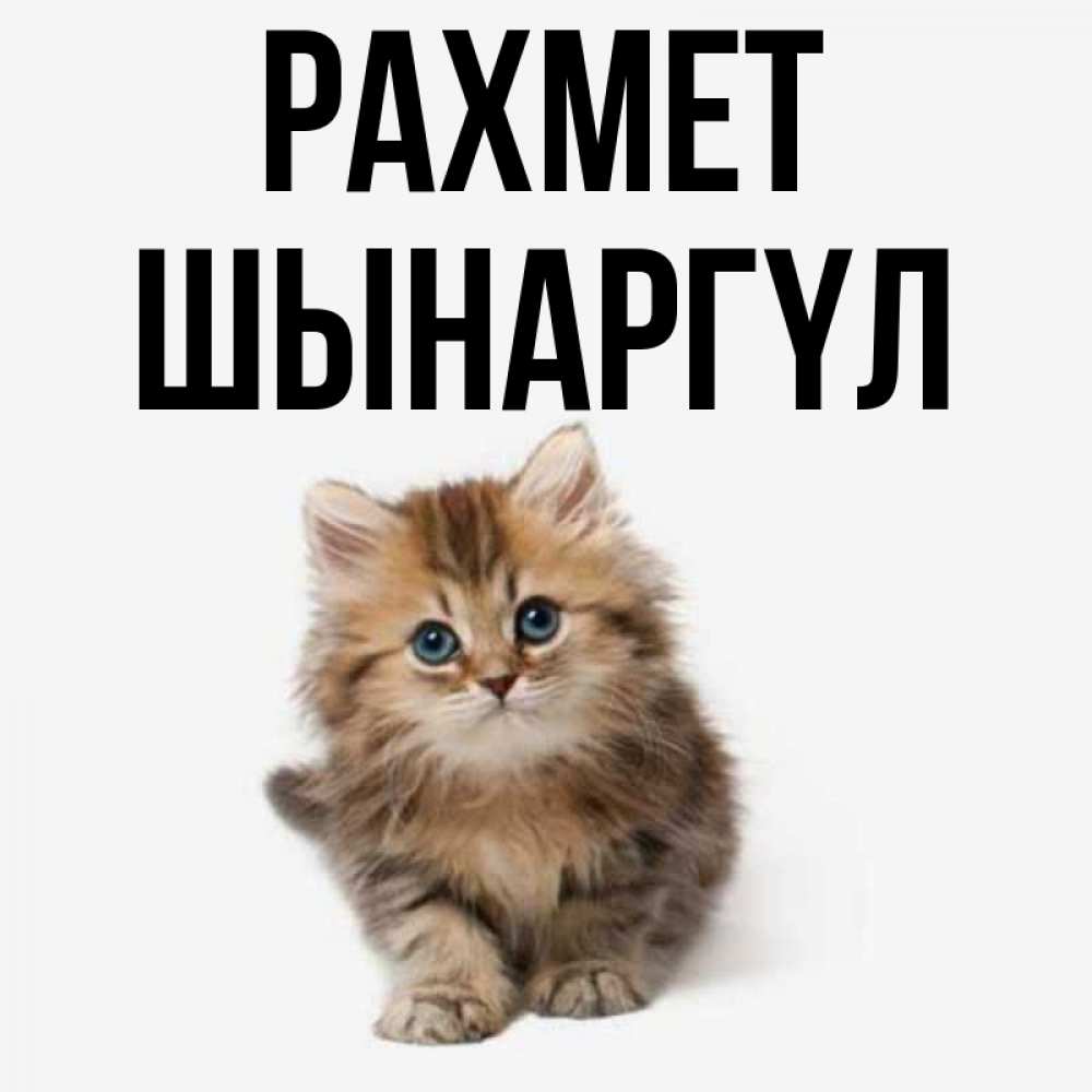 Күн сайын ашық хат с именем, ШЫНАРГҮЛ рахмет пушистый котик Онлайн тегін жүктеп алу тілектері бар керемет карта 